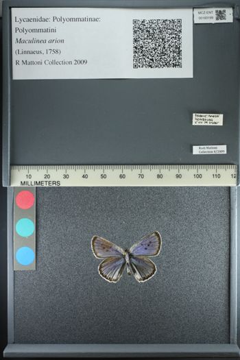 Media type: image;   Entomology 183199